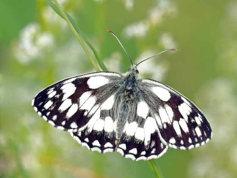 Butterfly on Flower