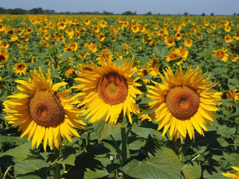 Agriculture and Economy Relationship